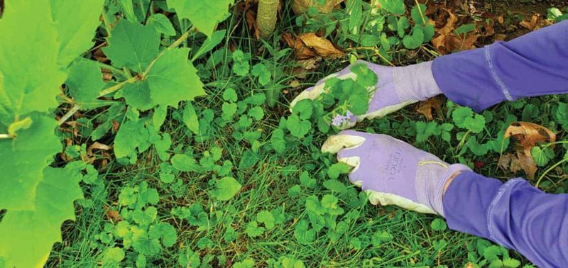Pulling Up Invasive Spreaders – Mint, bamboo, and creeping Jenny don’t quit.