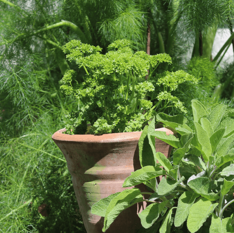 Curly Parsley Champion