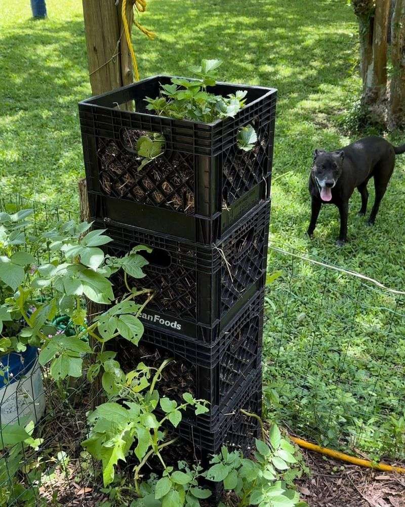 Potato Grow Bin