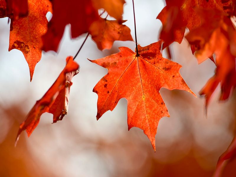 Leaf Color Changes Follow Temperature Patterns