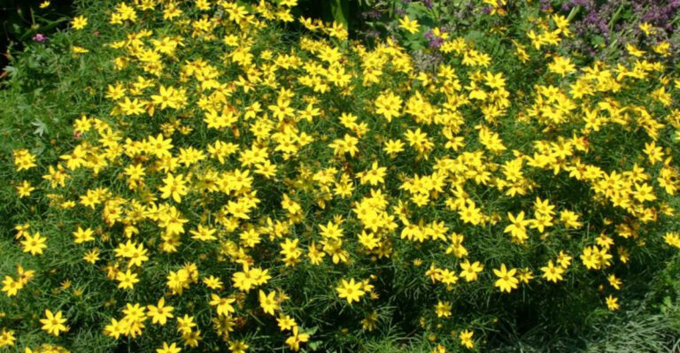 Flowers That Practically Replant Themselves in Pennsylvania Every Spring