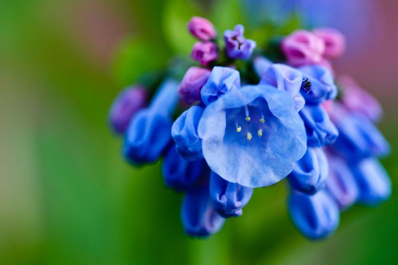 Virginia Bluebells