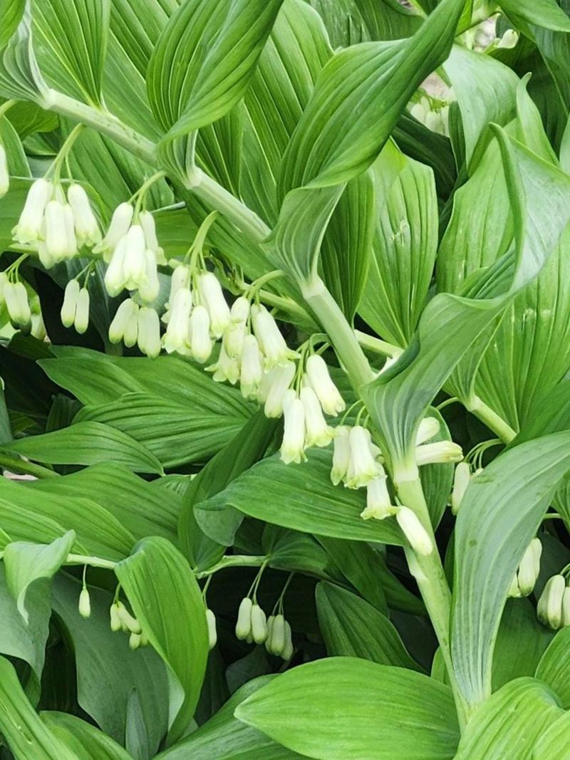Solomon's Seal