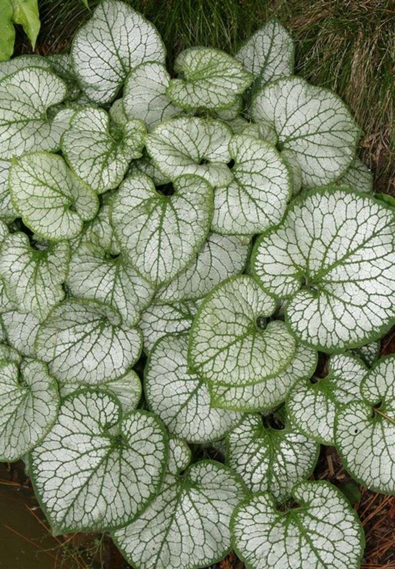Brunnera