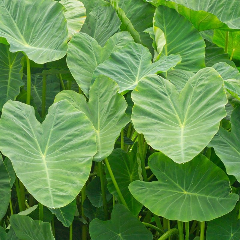 Elephant Ears (Colocasia)