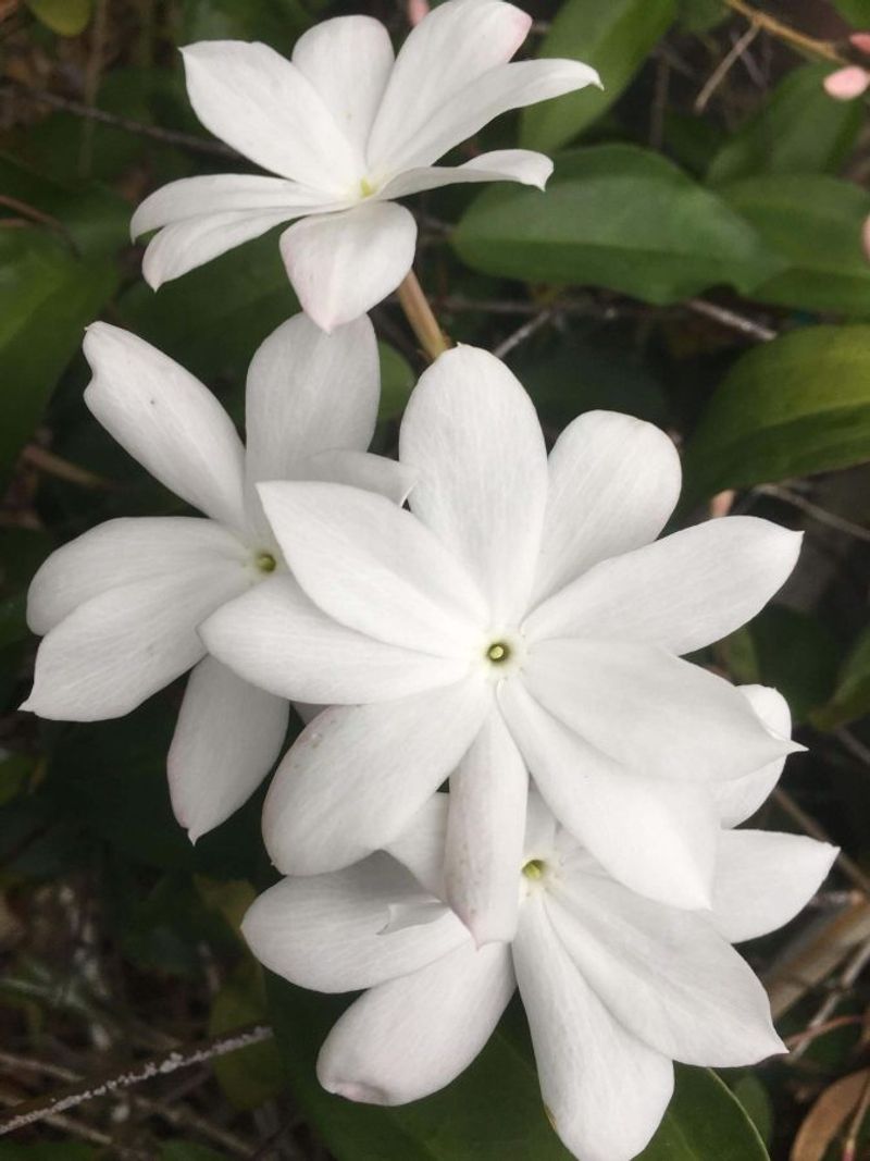 Royal Jasmine (Jasminum rex)