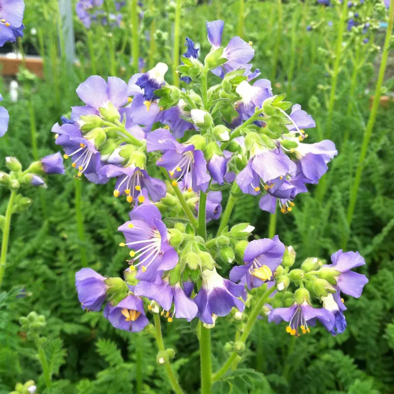 Jacob’s Ladder (Polemonium caeruleum)