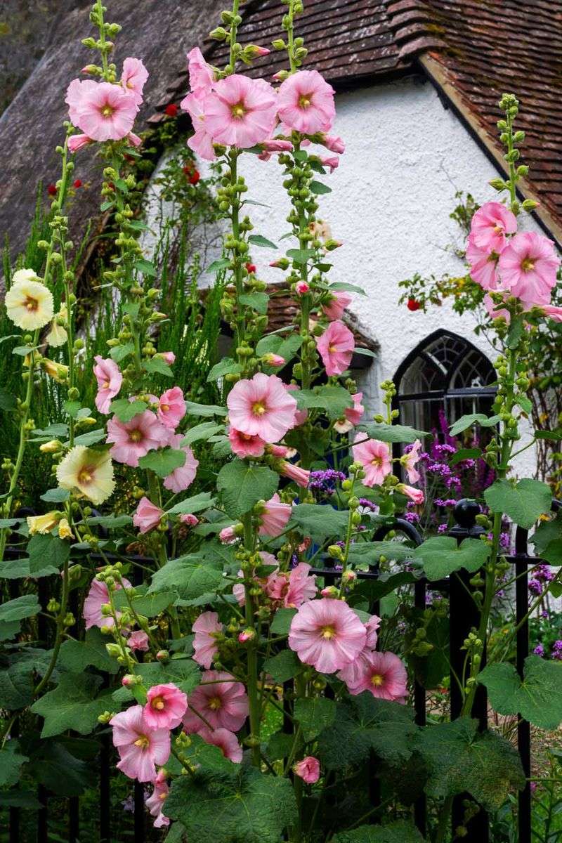 Hollyhock (Alcea rosea)