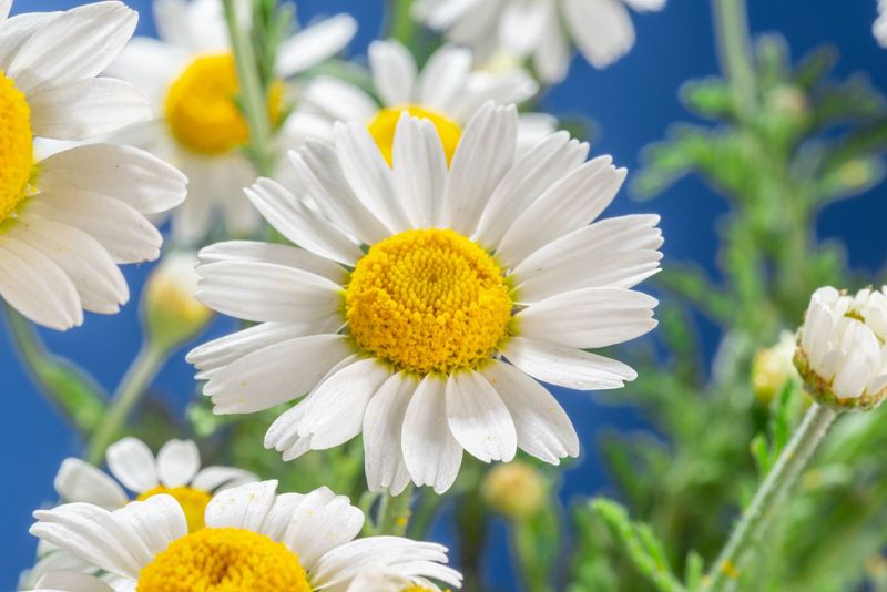 Daisies: Simplicity and Charm