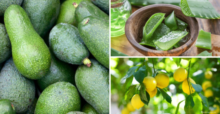 Forget These 11 Store-Bought Fruits – Here Are 17 Garden Fruits for Youthful Skin Instead
