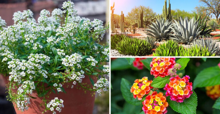 Forget These 11 Wilting Plants – Here Are 13 Heat Champions