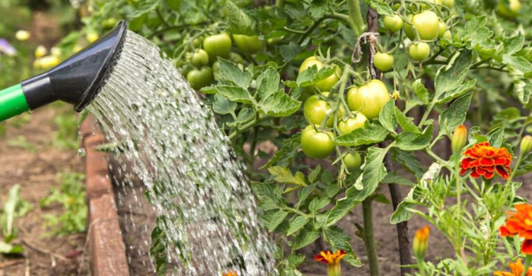Forget These 3 Common Mid Summer Tomato Fails – Here Are 7 Secrets That Work