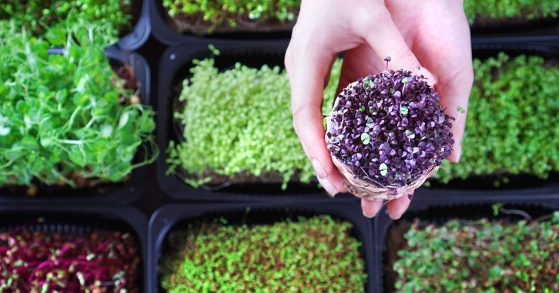 Microgreen mixes ($8 for a handful)