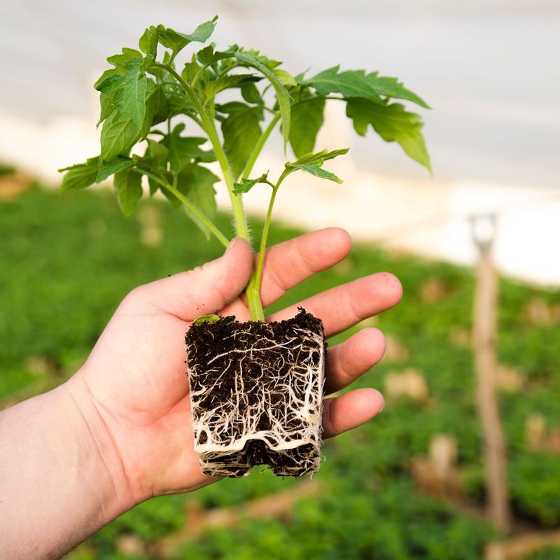 Transplanting Root-Bound Seedlings
