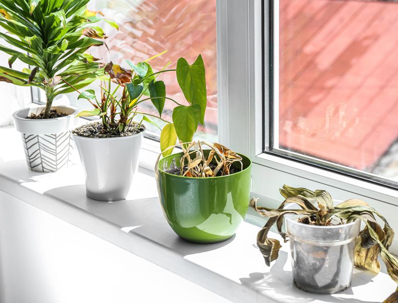 Ignoring Plant Signals