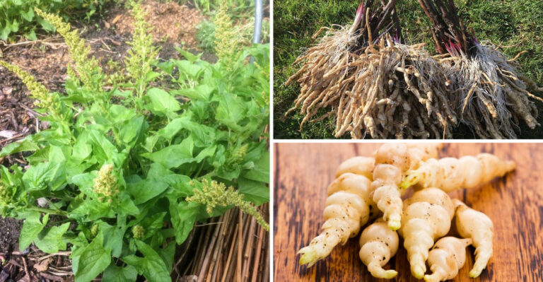 Forgotten Vegetables That Helped Our Grandparents Survive Hard Times