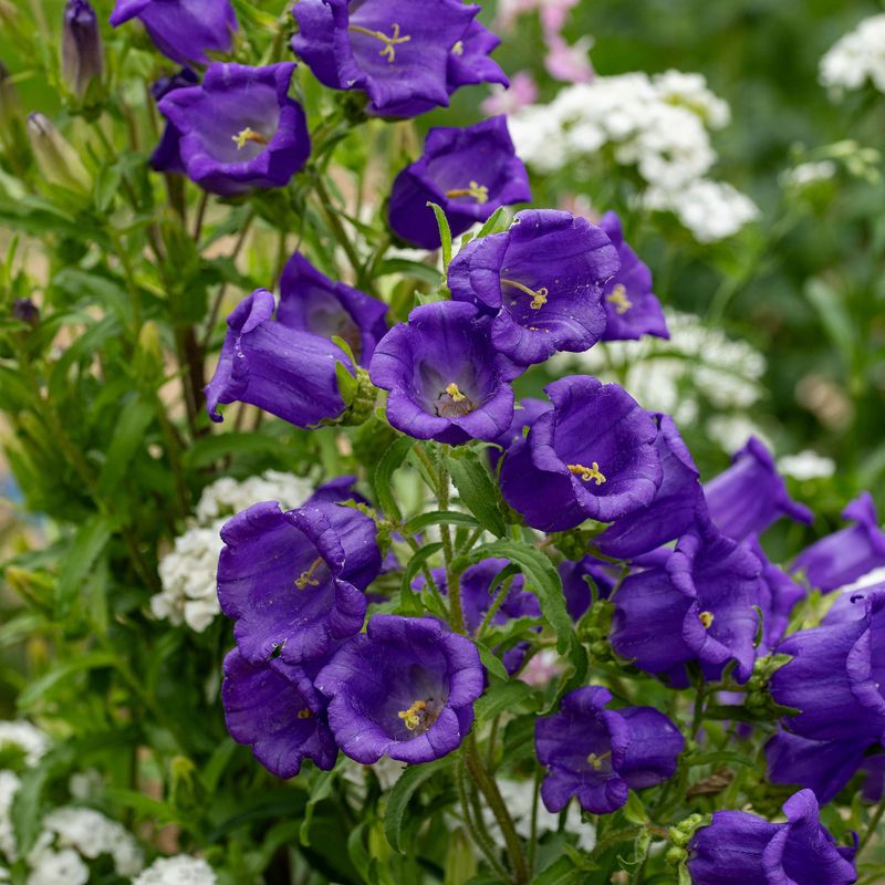 Canterbury Bells (Campanula medium)