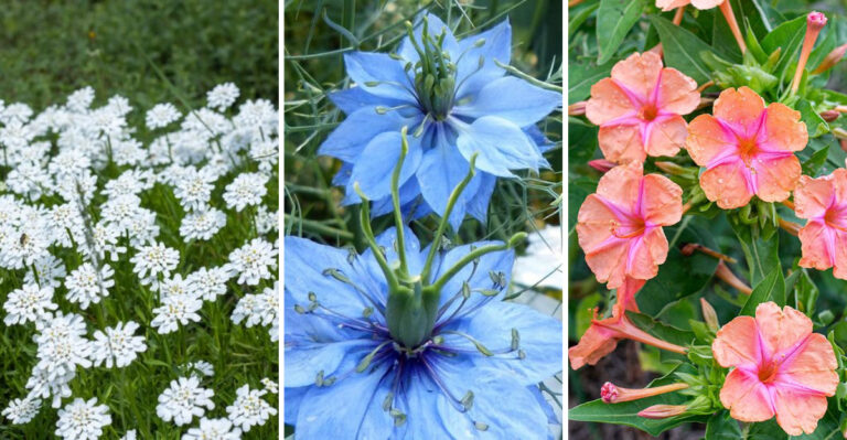 Forgotten Victorian-Era Flowers You Need in Your Garden