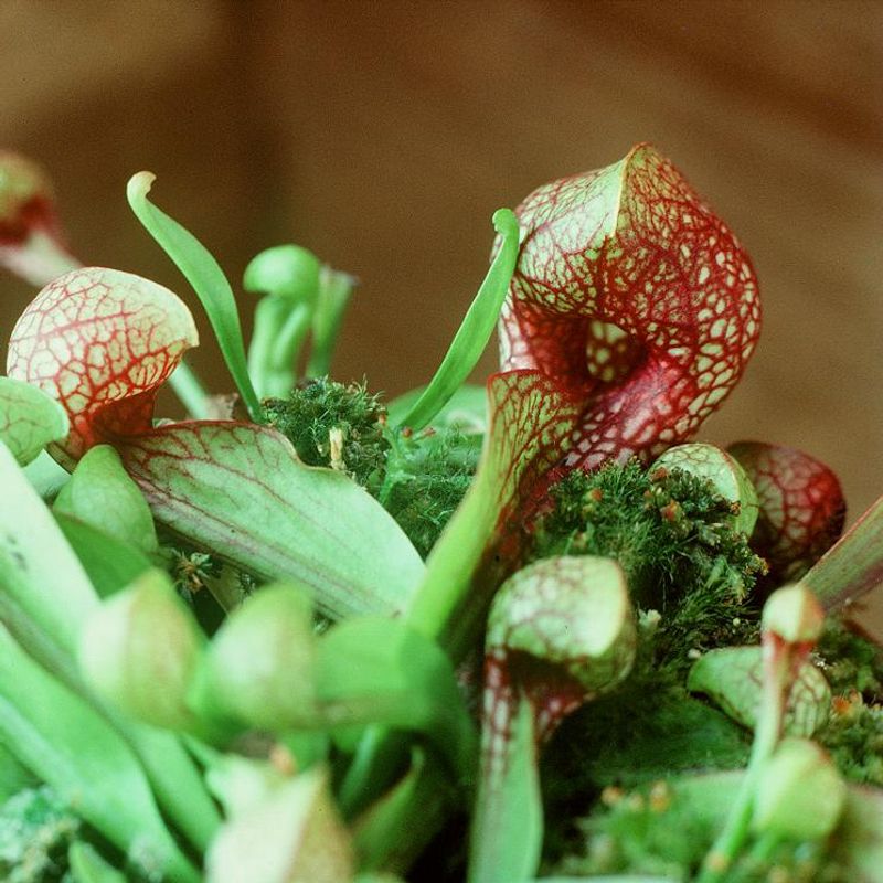 Parrot Pitcher Plant (Sarracenia psittacina)