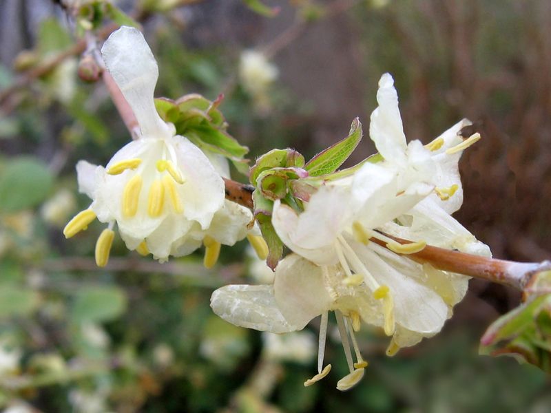 Winter Honeysuckle