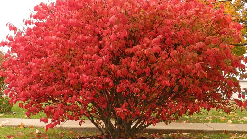 Burning Bush Euonymus Alatus