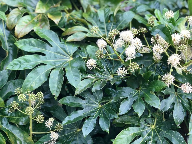 Japanese Aralia (Fatsia japonica)