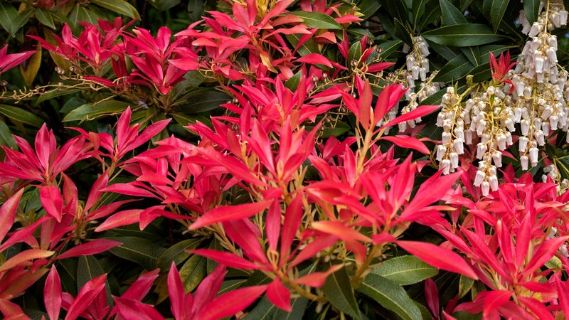 Pieris