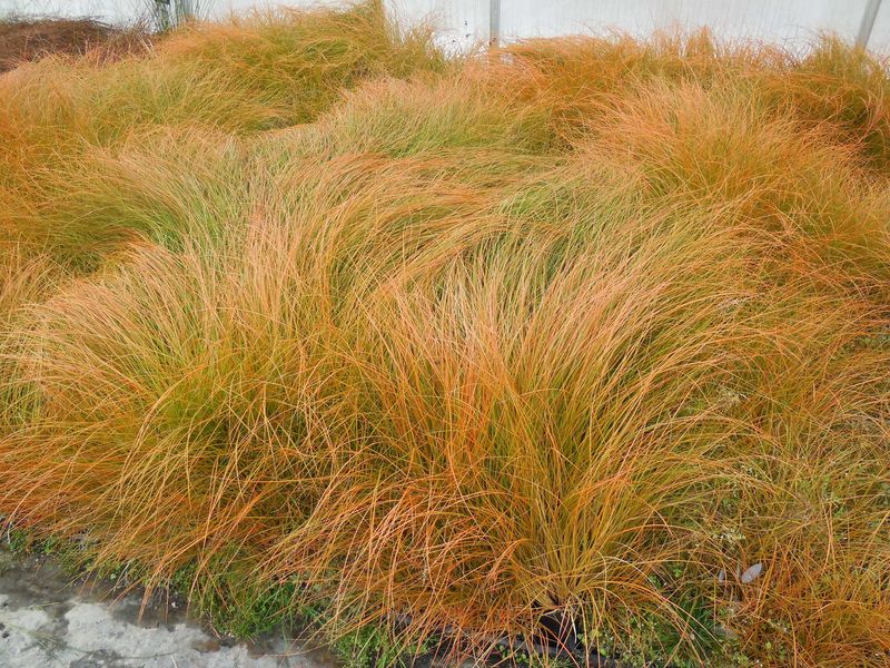 Bronze Sedge (Carex testacea) - Copper-Colored Contrast
