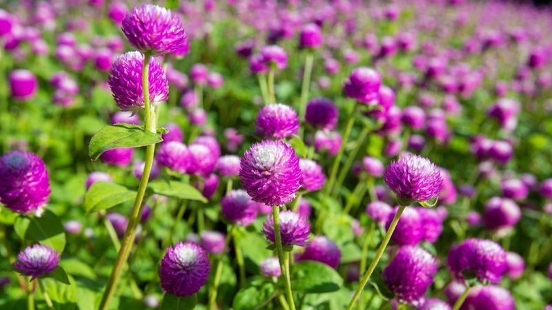 Globe Amaranth - Round Flowers That Never Quit