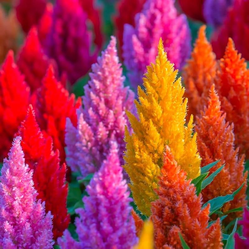 Celosia