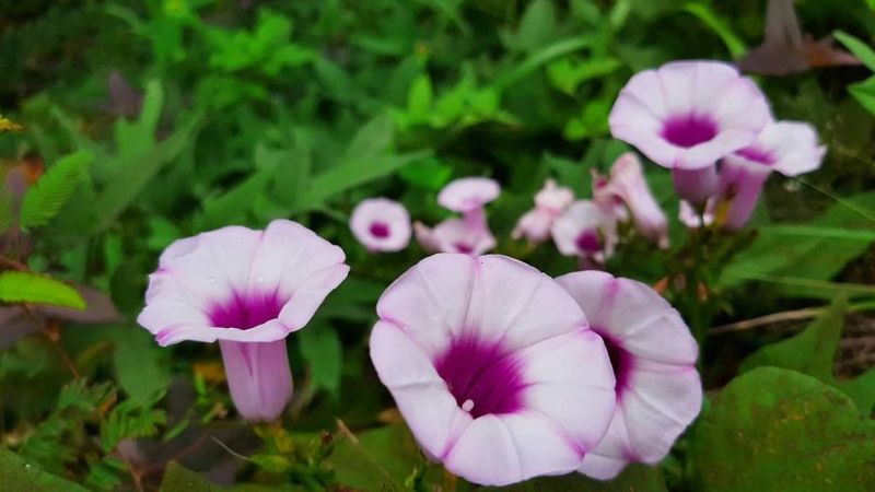 Moonflower (Ipomoea alba)
