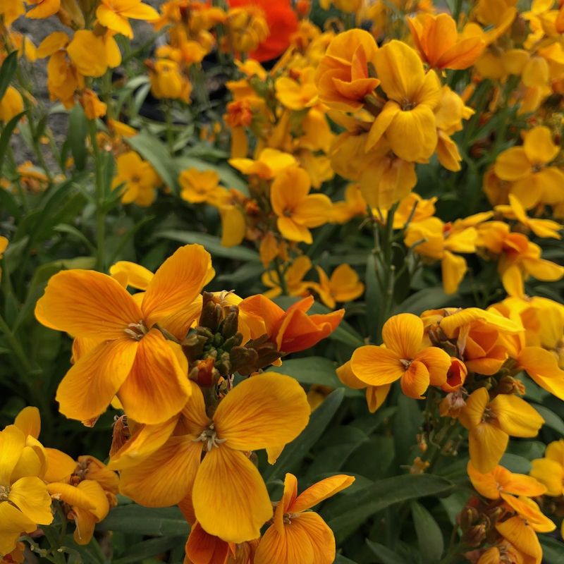 Wallflower (Erysimum cheiri)