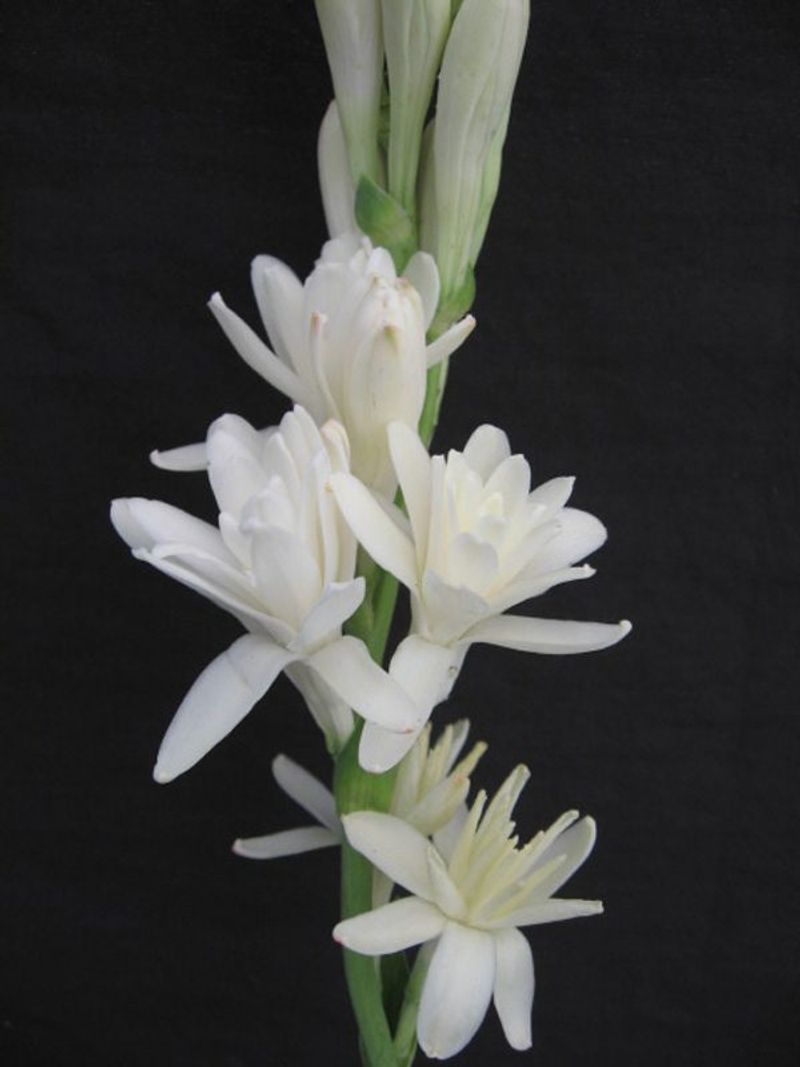 Tuberose (Polianthes tuberosa)