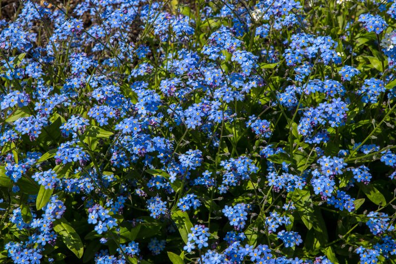Forget-Me-Not (Myosotis)