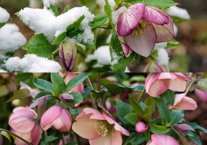 Hellebore (Helleborus)