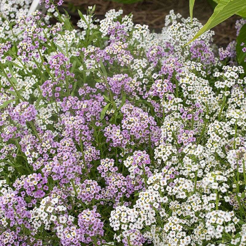 Sweet Alyssum (Lobularia maritima)
