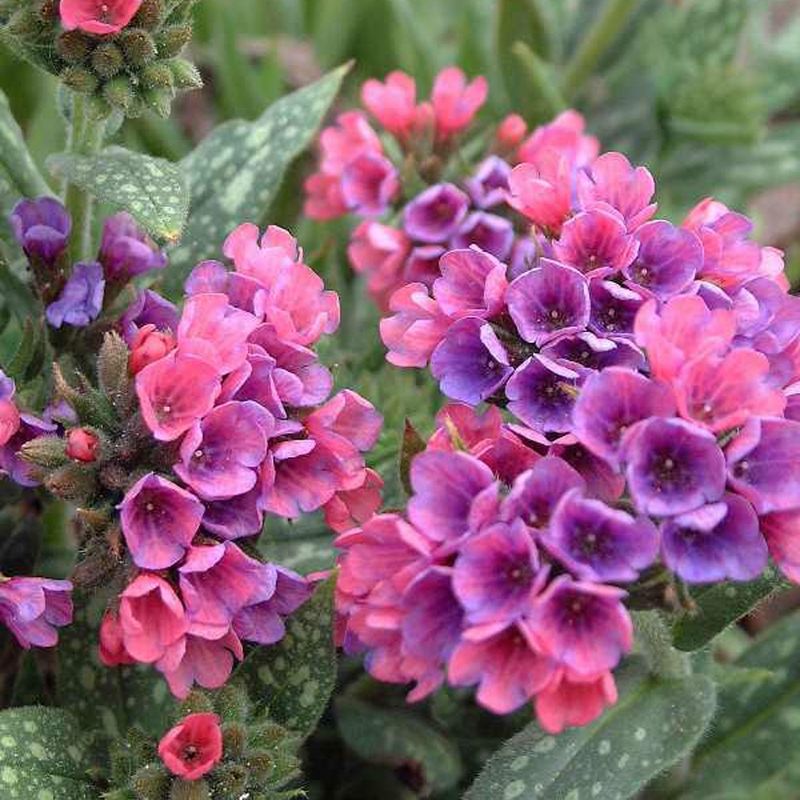Lungwort (Pulmonaria)