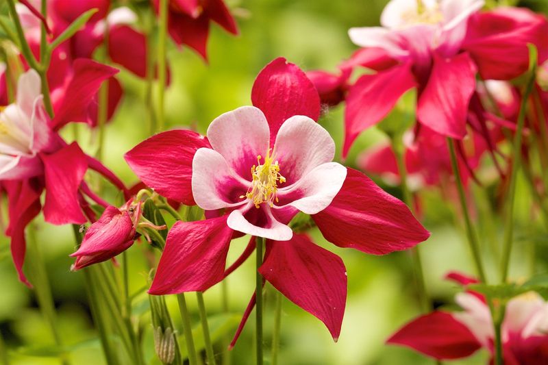 Columbine (Aquilegia)