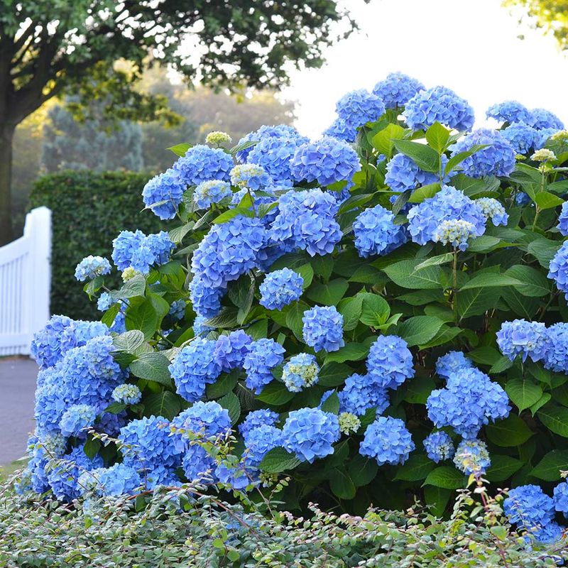Hydrangea Haven