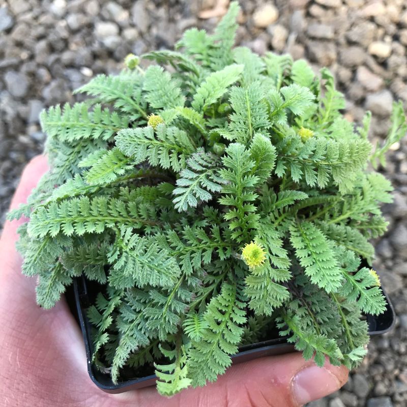 Leptinella squalida (Brass Buttons)