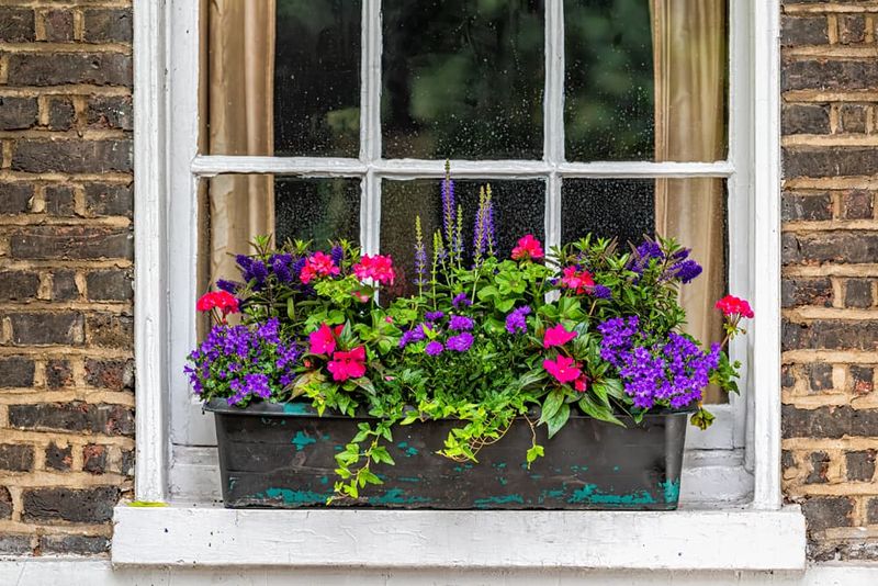 Lavender Window Boxes