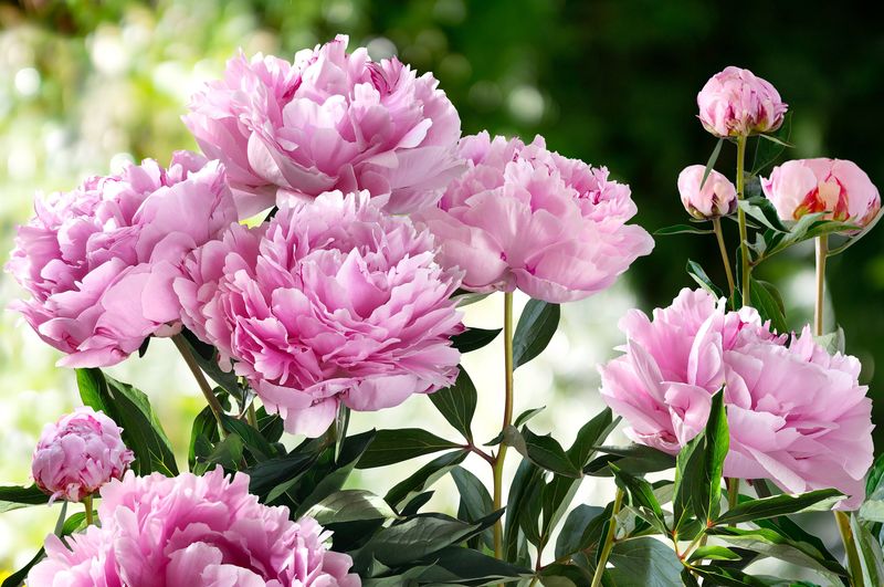 Peony Perfection