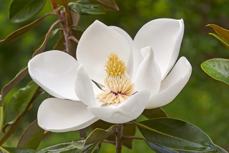 Magnolia (grandiflora)