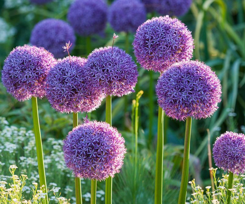 Alliums