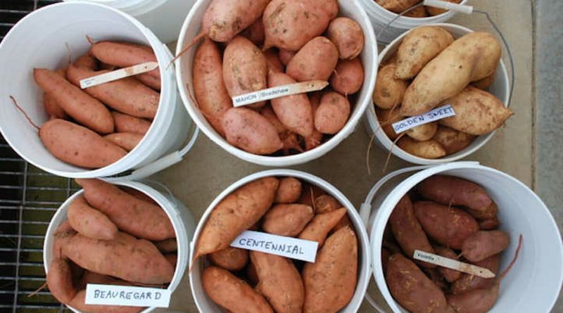 Choosing the Right Variety