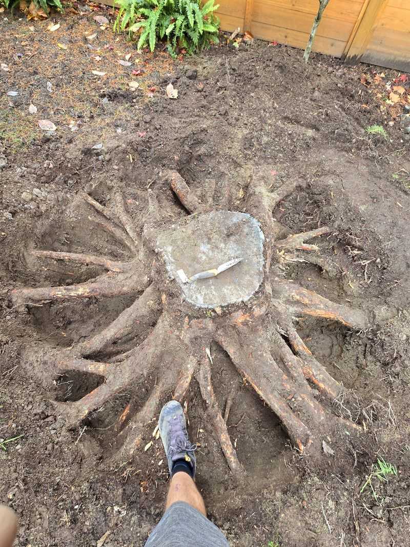 The Tale of the First Stump