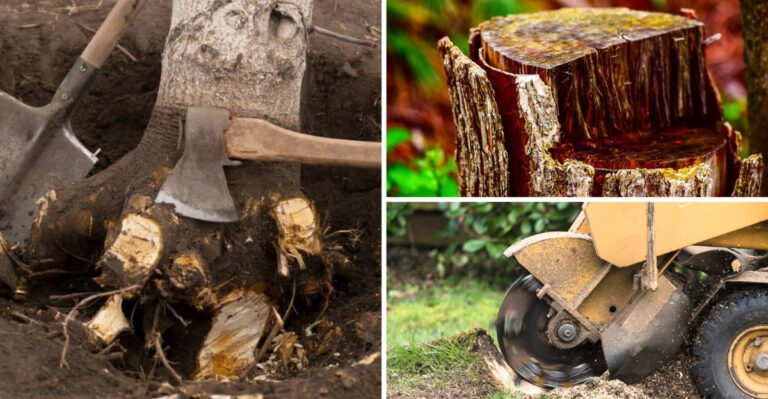 From 18 Stubborn Stumps to Clear Yard – What I Learned About Removal