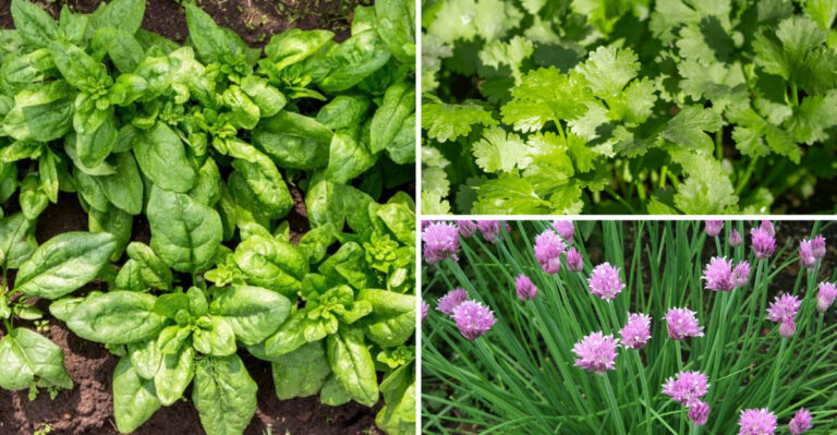 From Bare Shade to Harvest Gold: My Journey Through 17 Shade Vegetables