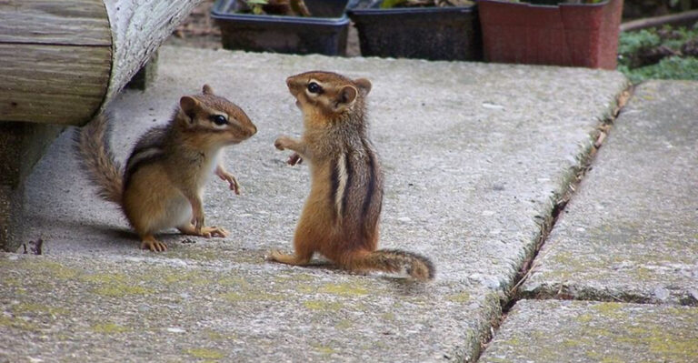 From Cute to Catastrophic: The Hidden Damage of Chipmunks
