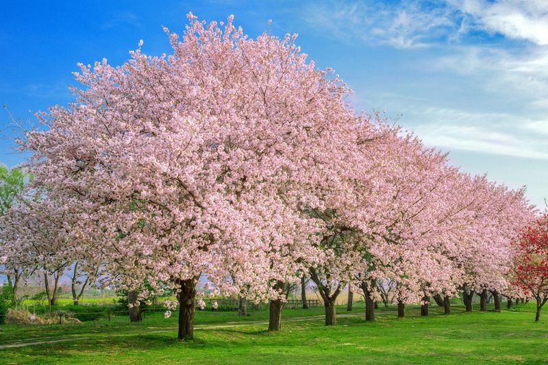 Cherry Blossoms - Japan's Gift to Your Garden